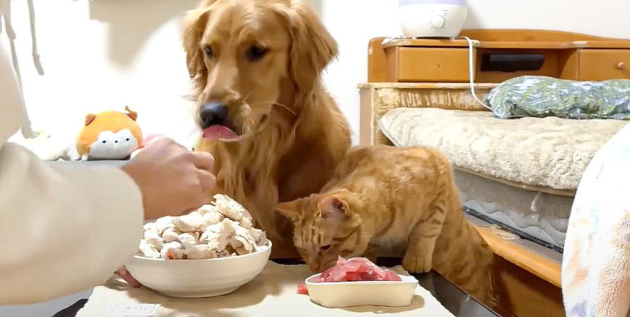 『334万再生』犬と猫に大盛りのご飯をあげてみたら…豪快すぎる食べっぷりに「気持ちいいｗ」「すご！！」絶賛の嵐