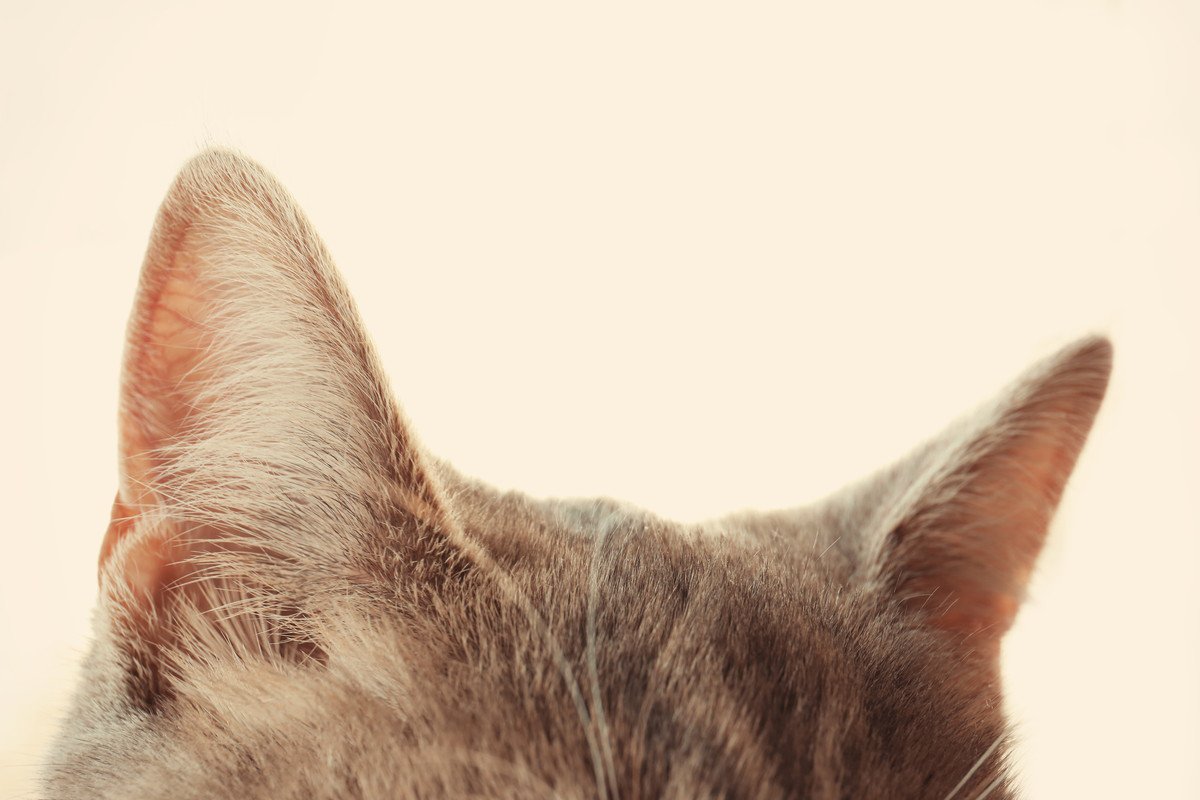 猫の『耳ダニ』の特徴2つ　異常に耳を気にしていたら要注意