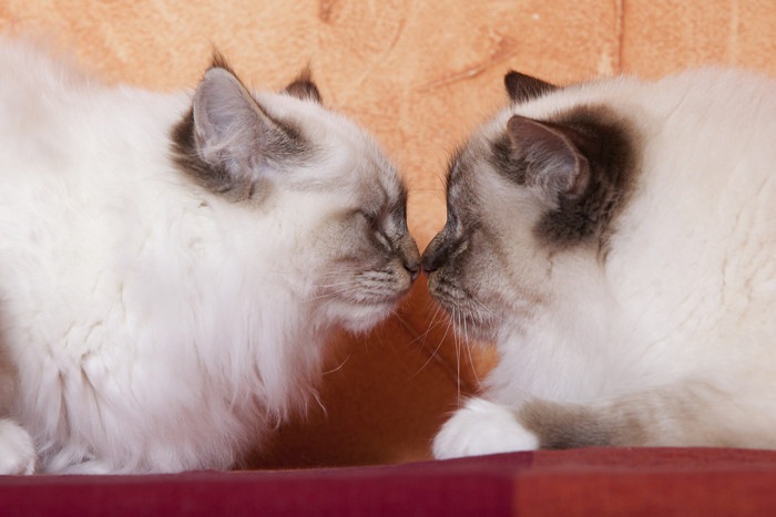 猫が鼻でキスしてくれない時の原因3つ