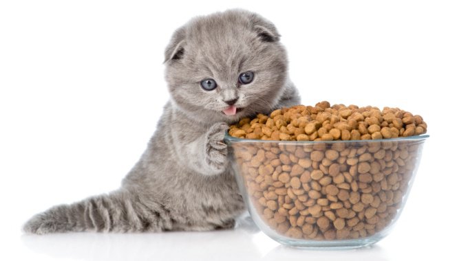 猫が『過食』してしまう原因4つ！予防することはできるの？