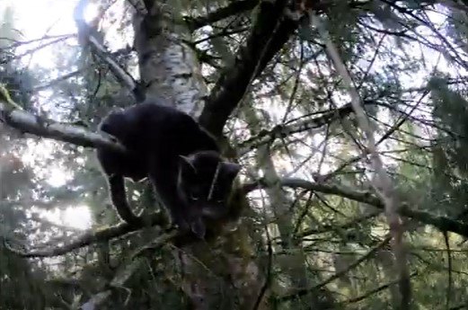 木の上で悲痛な鳴き声を上げる猫…救助の行方は？
