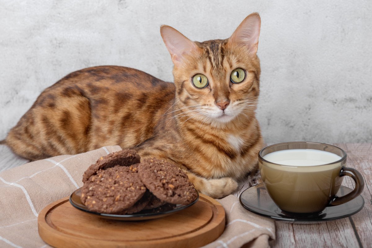 猫に与えるのは絶対NGな人間のお菓子4つとその理由　愛猫の前で食べるときは要注意！