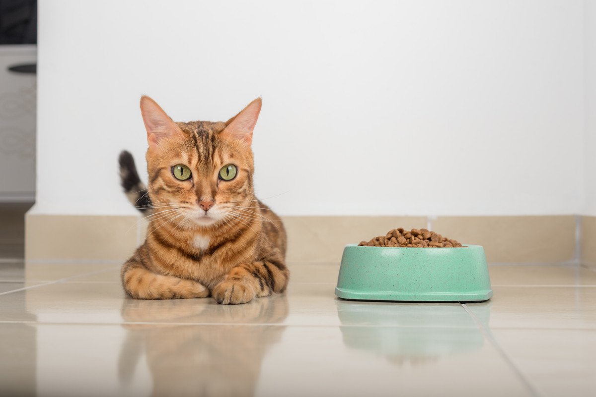 猫の『療法食』は何が違うの？通常のフードとの違い3つと与える場合の注意点
