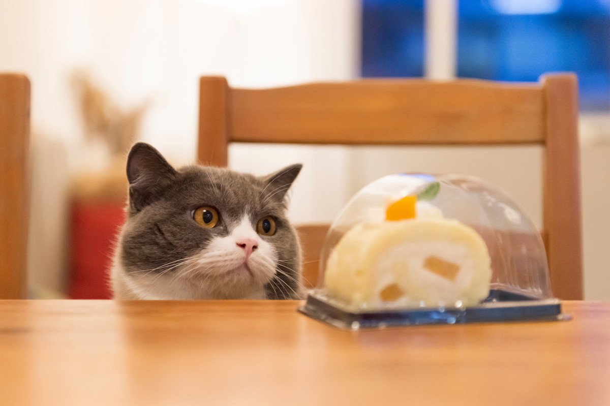 猫の『盗み食い』が招く危険3つ！食べたくなる心理とうまく予防する方法とは