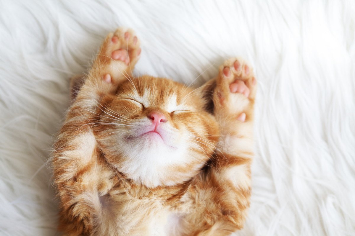 猫に『寝かしつけ』ってできるの？4つの秘訣と良くないタイミングとは
