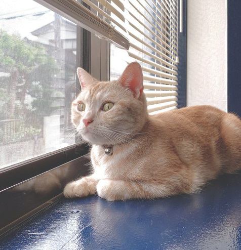 猫が家の中から外を眺めている時に考えていること５つ