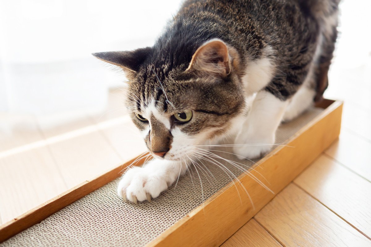 猫が気に入る『爪とぎアイテム』3選♡好まれやすい特徴と選ぶ時の注意点も解説