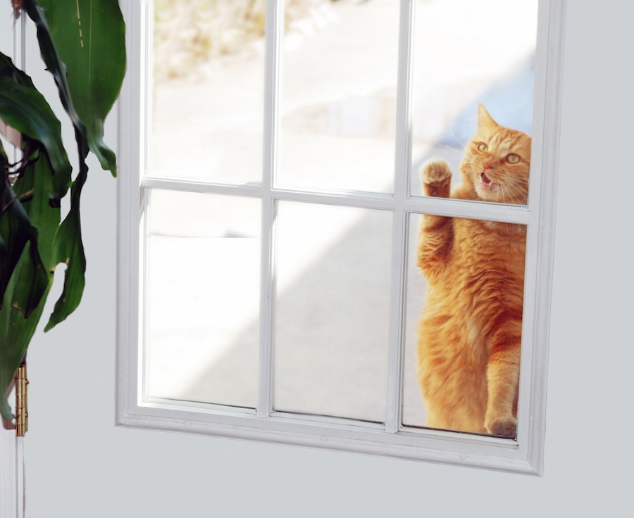 猫がドアの前で鳴く3つの意味