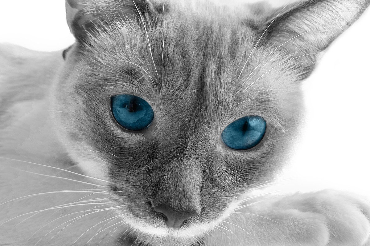猫の『眉毛』のヒミツ5つ　知っているようで知らないその役割や重要性