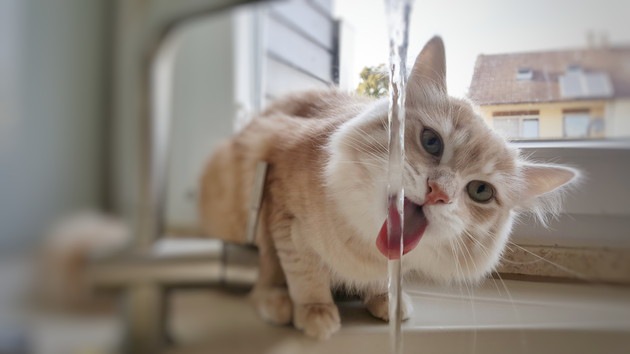 猫の飲み水は水道水でいいのか 与え方と注意点を解説！