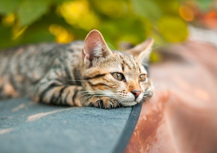 猫が寝ない理由とその対処法
