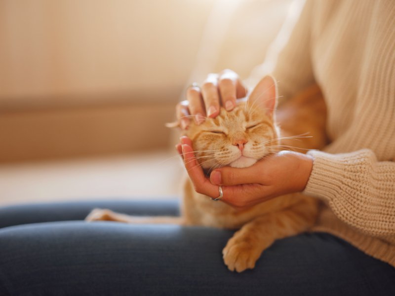 猫と暮らすための心構え！幸せな家づくりのコツやアイテムとは？