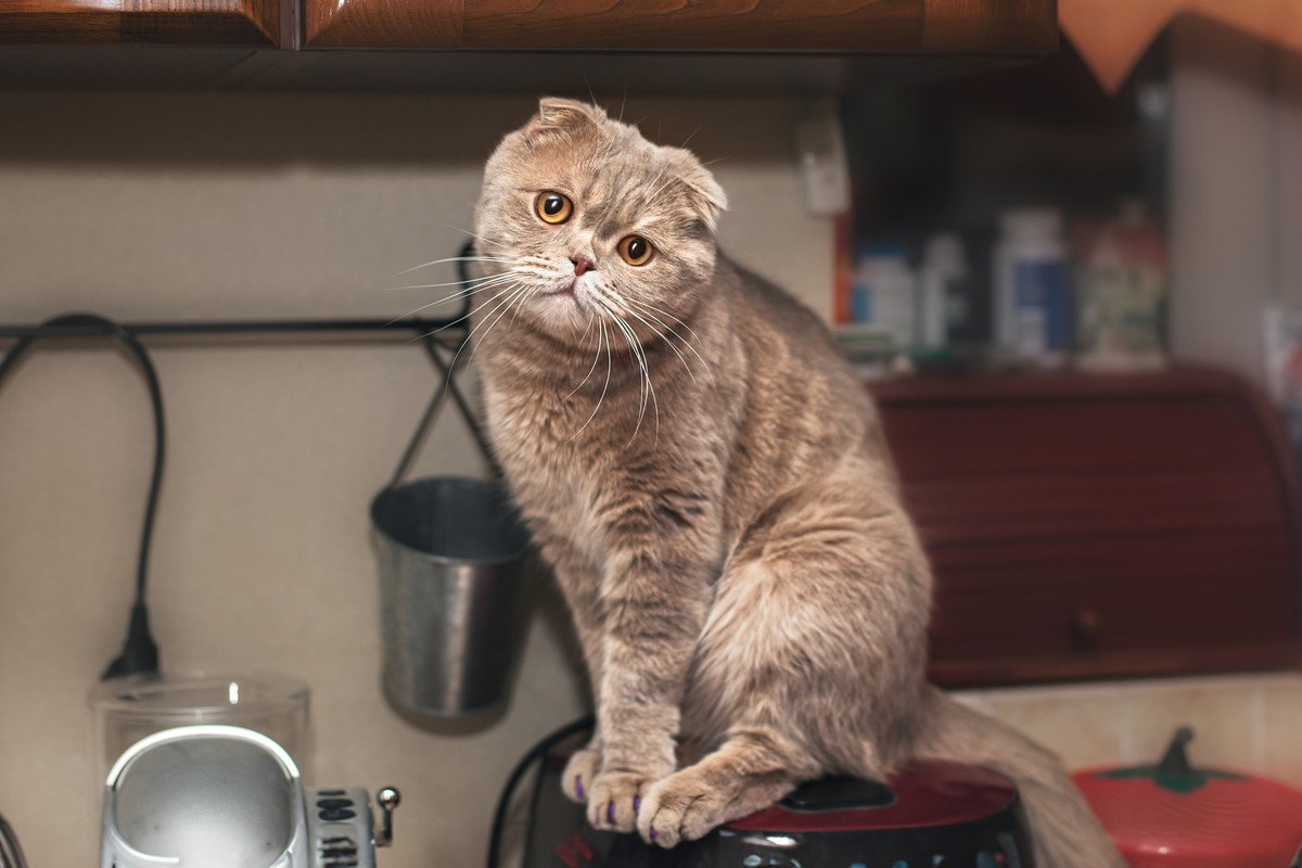 温かいから？猫が「炊飯器」に乗る理由　その危険性とやめてもらうための方法とは？