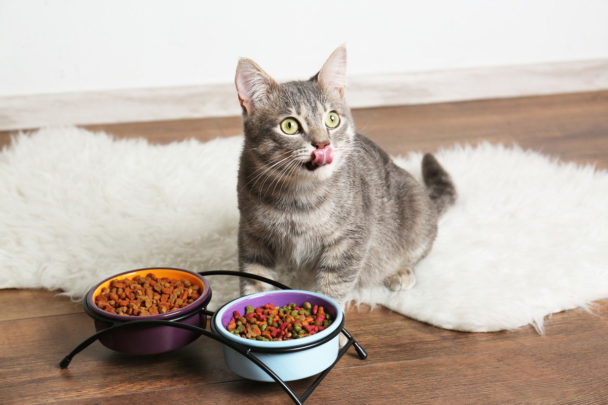 猫も『ビタミン・ミネラル』は大切！不足した時の症状5つと対処法とは
