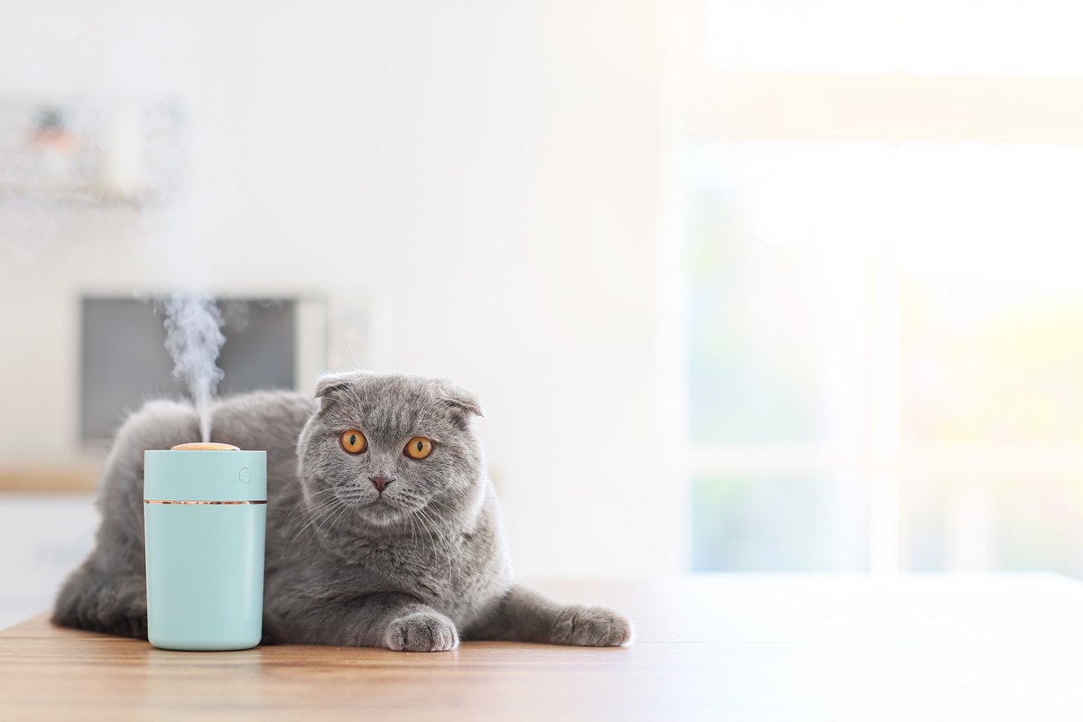 猫のいる家で『暖房のつけっぱなし』は大丈夫？注意すべき5つのトラブル