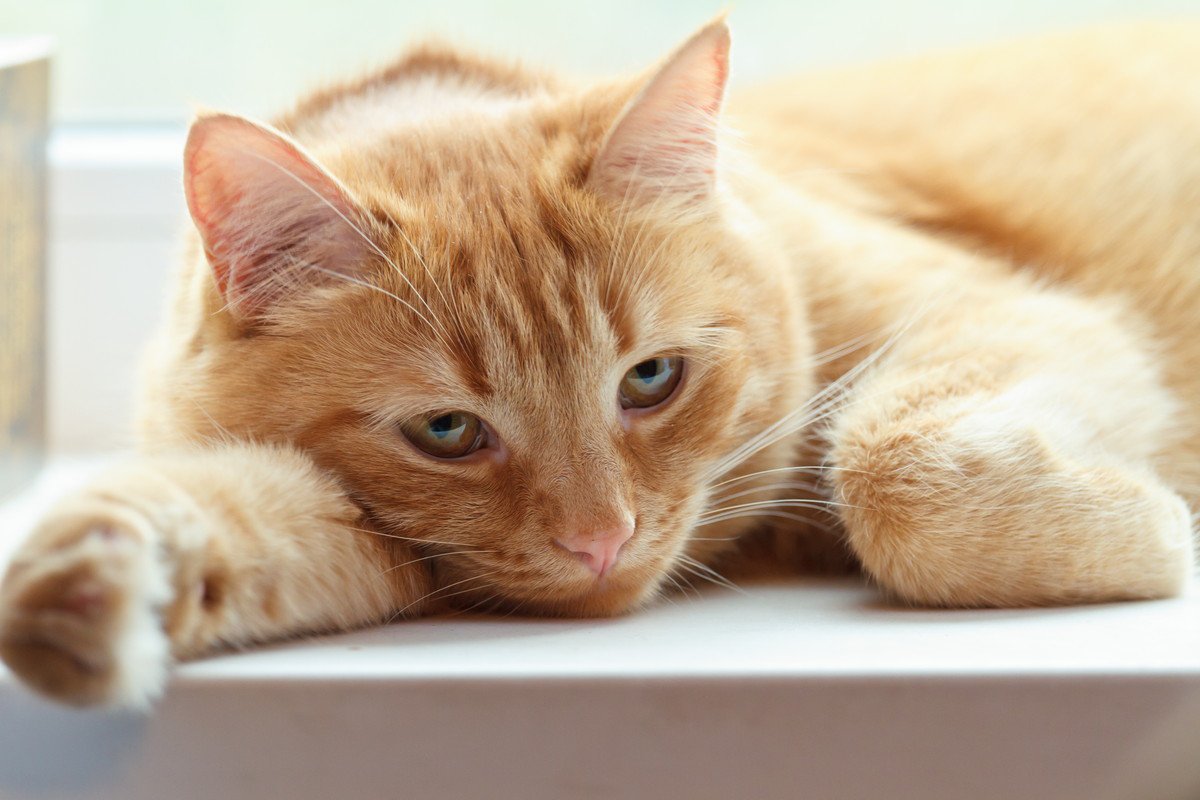 猫の『自律神経失調症』の症状4つ！この病気は治る？飼い主がすべきことは？