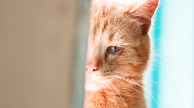 『寂しがりやな猫』の特徴4つ！不安にさせないための方法はあるの？