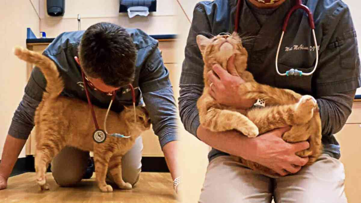 ひどい怪我で安楽死寸前の野良猫…獣医師が下した決断とは？