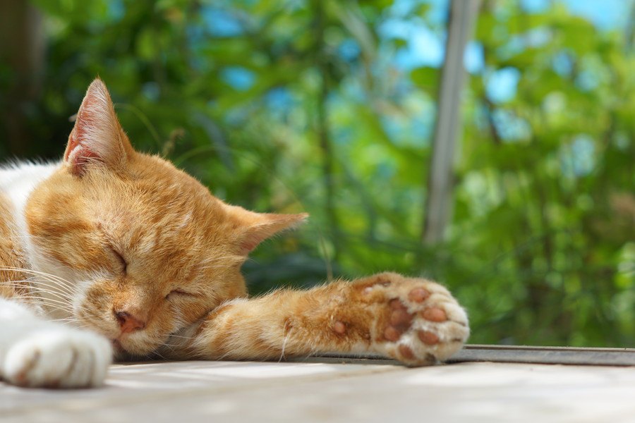 猫の睡眠を邪魔するとおきるリスク４つ
