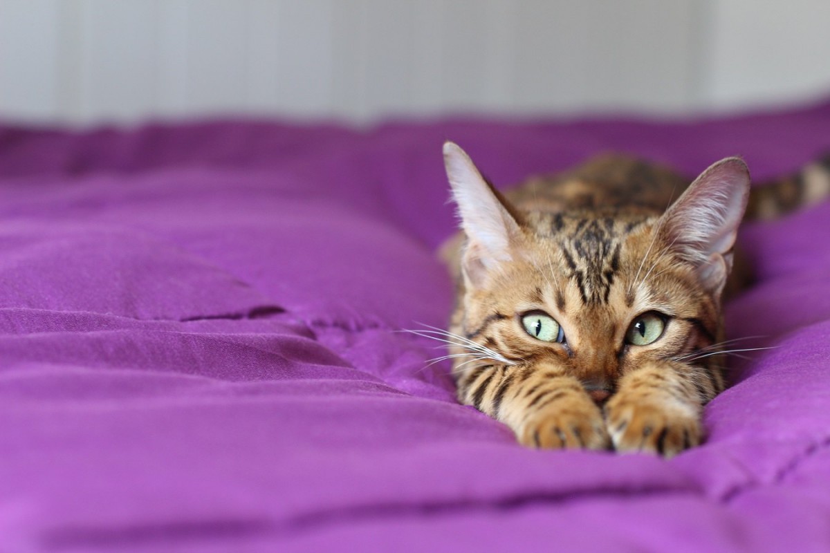 猫もかかる「フィラリア症」原因と予防策