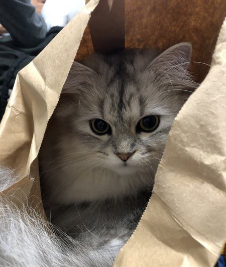 猫が紙袋を好きな理由３つ