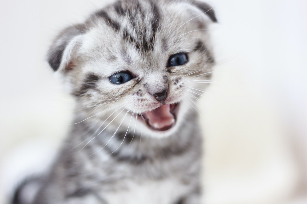猫の『鳴き声』がかすれる５つの原因と対処法