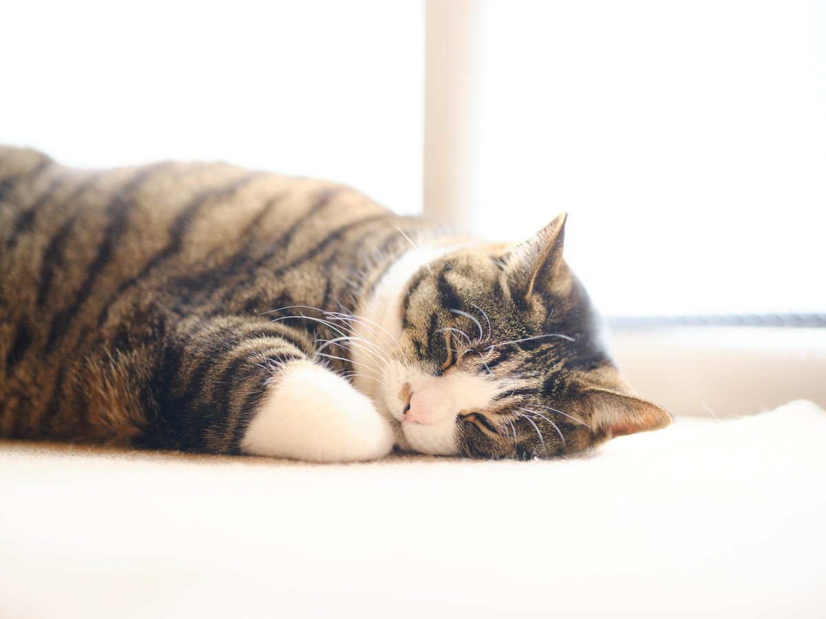 『孤独を感じやすい猫』に共通すること5つ！寂しさをケアする方法とは？