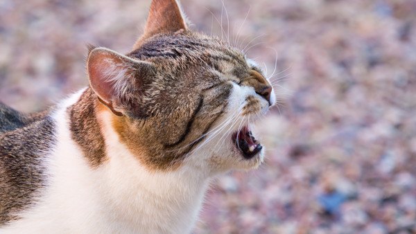 猫の鳴き声がおかしい時の5つの理由や病気、対処法