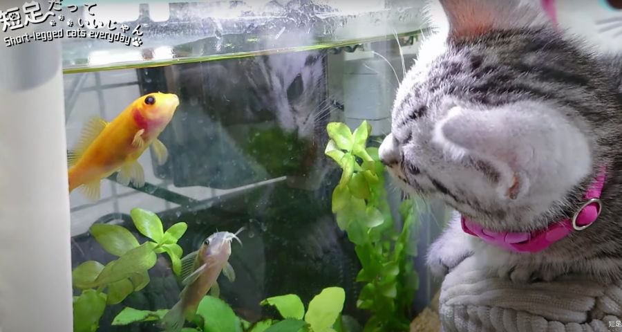 なにこれ！初めて魚を見る子猫♪