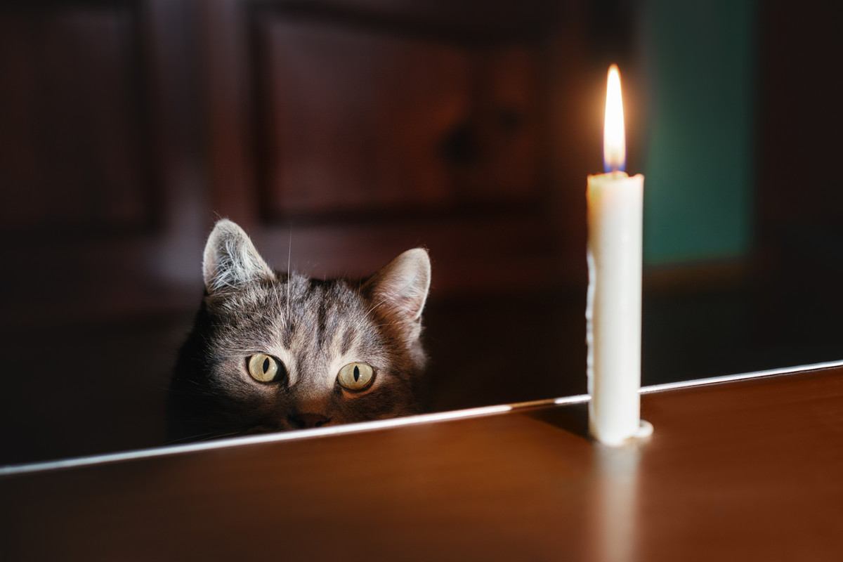 猫がいる家で『停電』が起きたら…気をつけるべき5つのポイント　備えておくと助かる便利グッズも