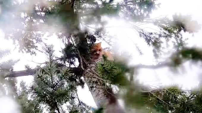 木の上で4日も立ち往生する猫…危険な救出劇の結末とは？