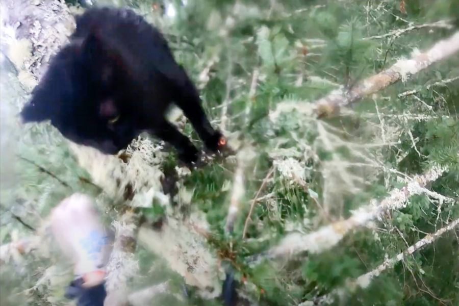 遥か高いモミの木で鳴き叫ぶ黒猫…愛の輪が救助に繋がる！