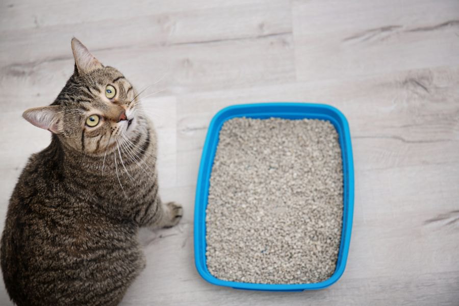 使用後の猫砂がキラキラしている時に考えられる理由３つ