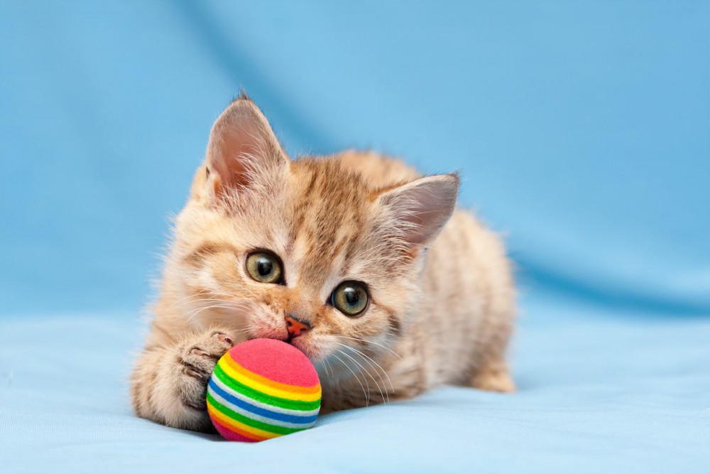 猫が『ボール遊び』を好むのはなぜ？その理由や好きなボールの特徴・遊び方・注意点