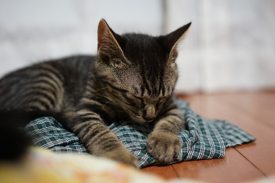 猫が寒い所で眠るのは病気のサイン！？注意したい５つの事