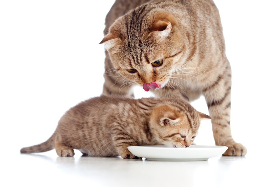 子猫の離乳食おすすめ人気ランキング18【2022】