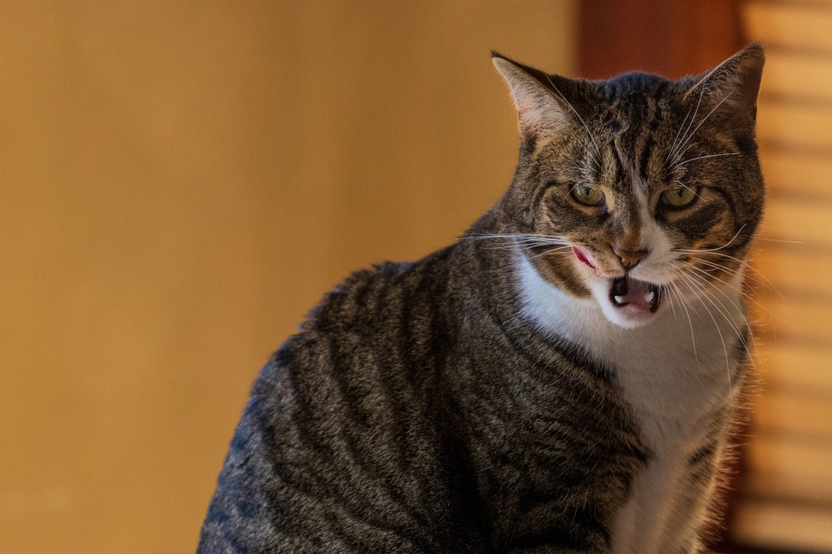 猫が『嫌いな人』限定ですることとは？鳴き声や行動5つ