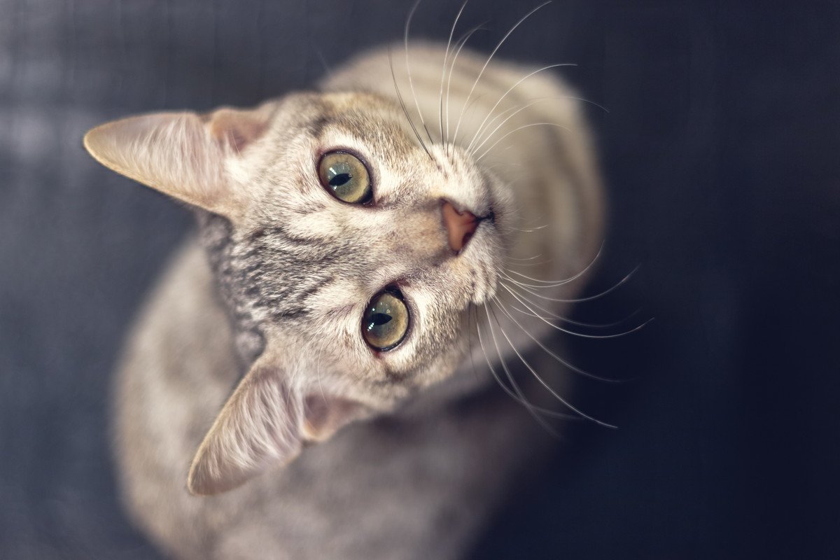 愛猫とよく目が合うのはなぜ？考えられる5つの原因を解説