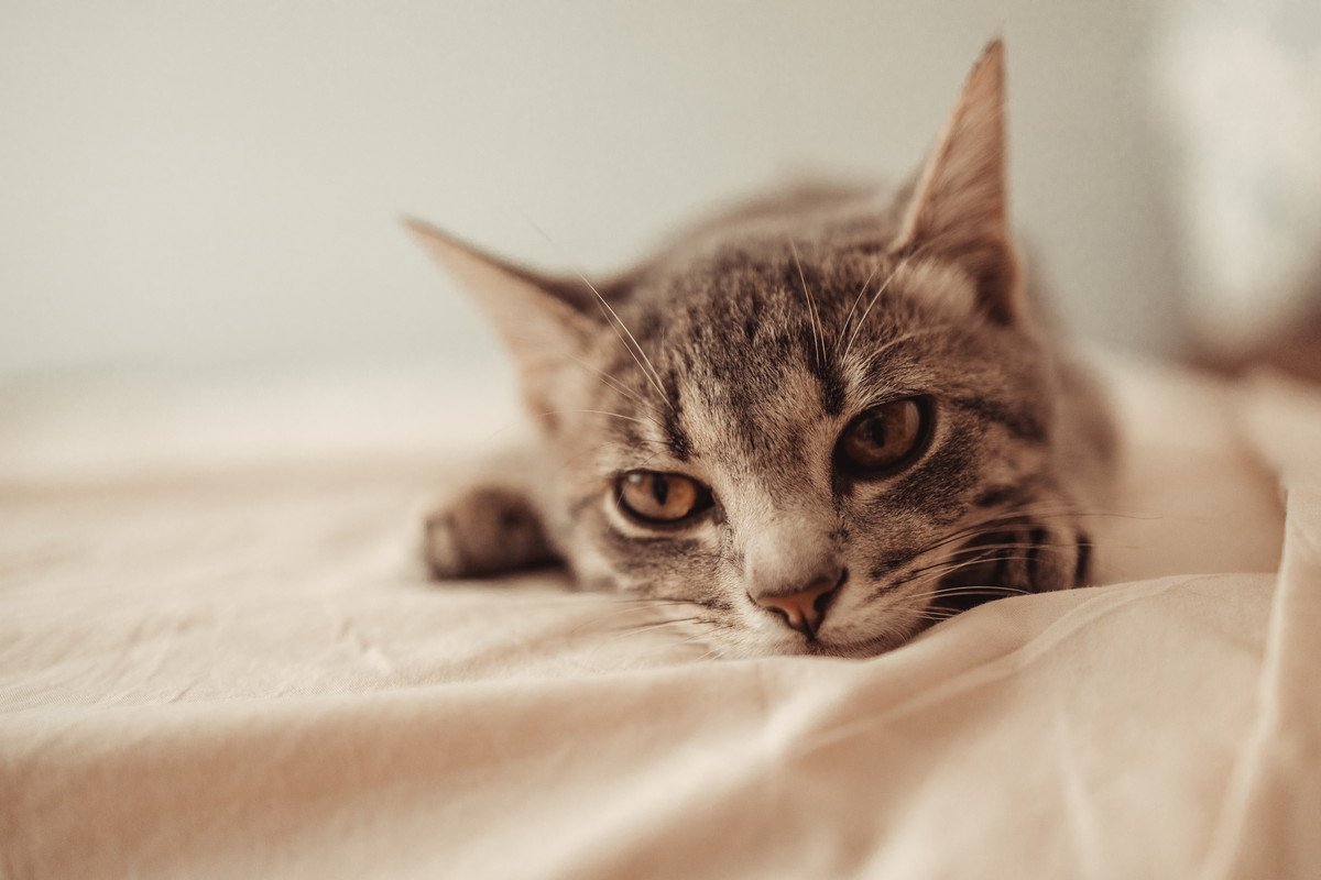 猫が『寂しい』と感じるのはどんな時？4つのシーンとケア方法