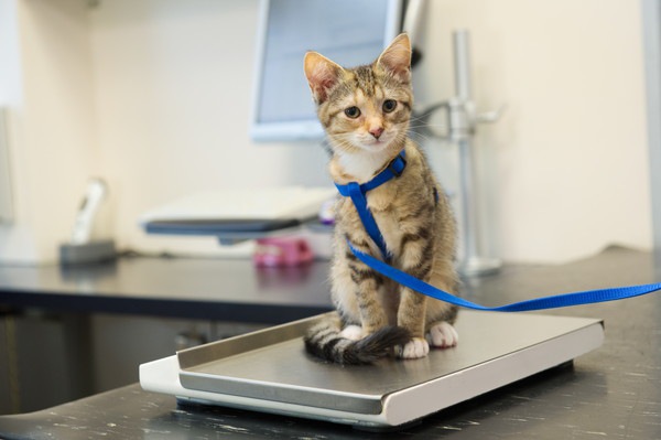 2ヶ月の子猫の体重はどのぐらい？重さの測り方、増えない時の対処方まで解説