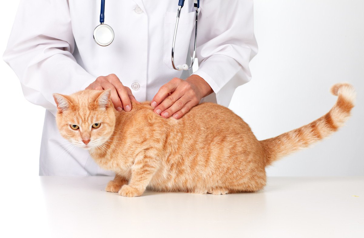 猫に『フケ』が出る2つの原因！病院に連れて行くべき症状と対策