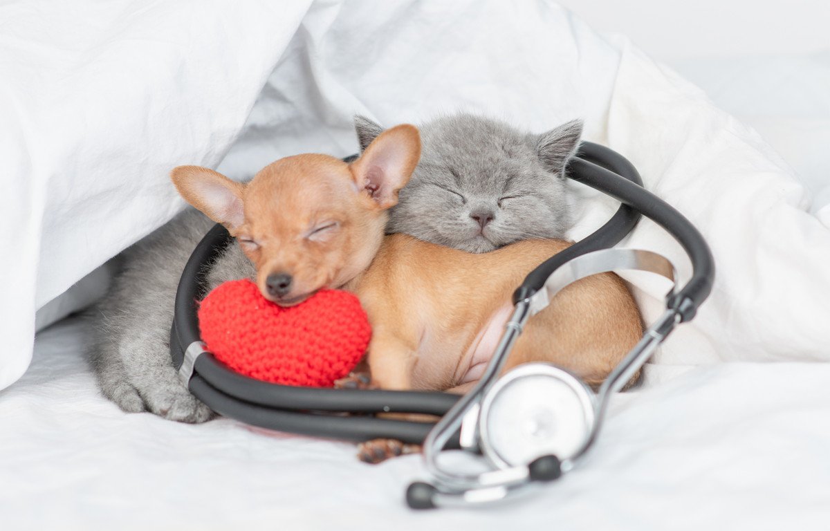 【獣医師執筆】高齢猫や病院嫌いの猫も安心♪今話題の『往診専門動物病院』とは？