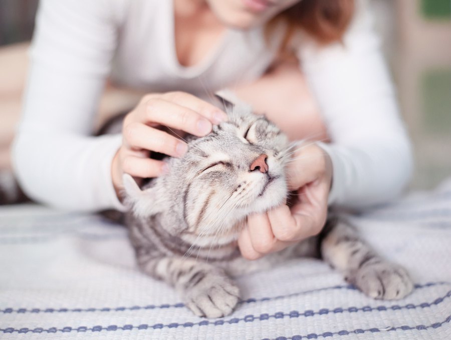 猫が触らせてくれない４つの原因と仲良くなるための対処法