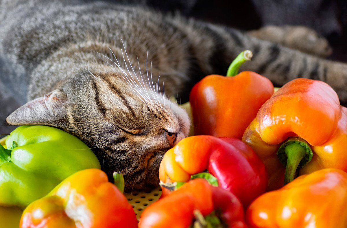 猫にとって有毒な『秋の食べもの』5選　理由と摂取時の危険性とは