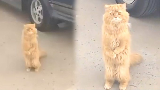 道行く人に助けを求める野良猫…二本足で立ち上がる姿を見かけた女性がした行動は？