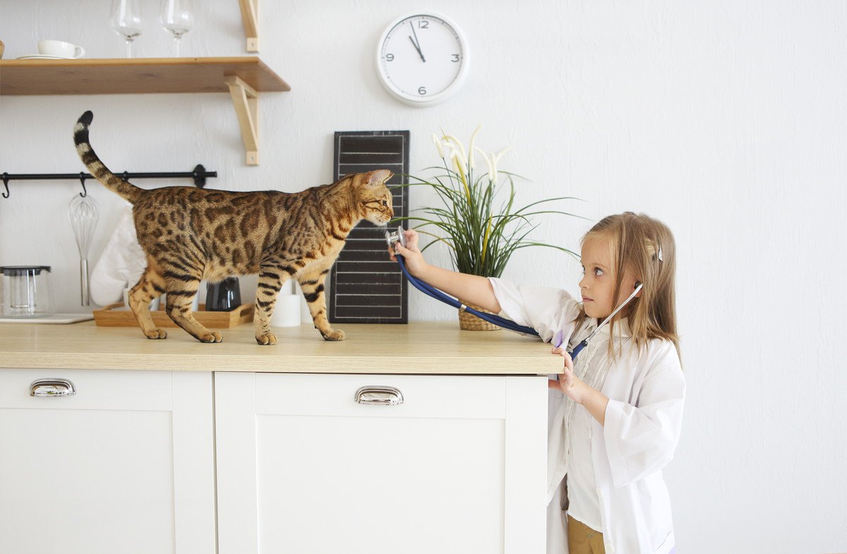 猫の『健康診断』は何歳から？検査内容や費用、注意点を紹介