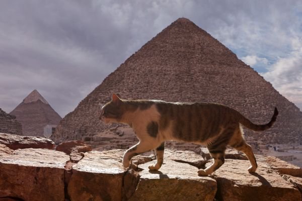 猫は古代エジプトの神様！壁画に描かれたネコのモデルとは
