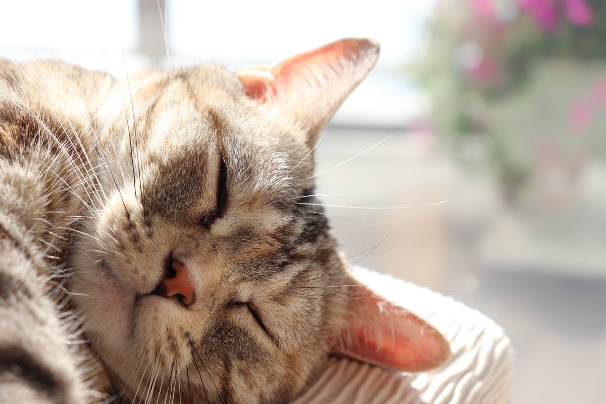 猫の『睡眠』にまつわる3つの謎！飼い主が絶対すべき安眠対策とは？