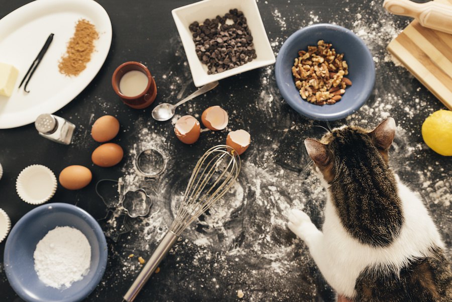 猫は小麦粉を食べても大丈夫？注意点や食べる以外の活用法について