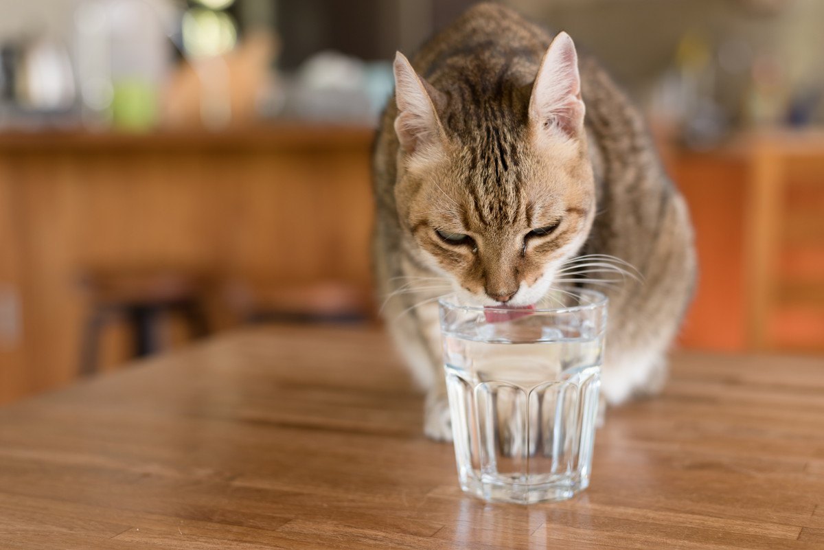 猫に氷はNG？夏の『飲み水』で注意すべき5つのこと